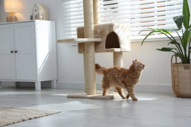 Evcil hayvan ağacındaki sevimli kedi.