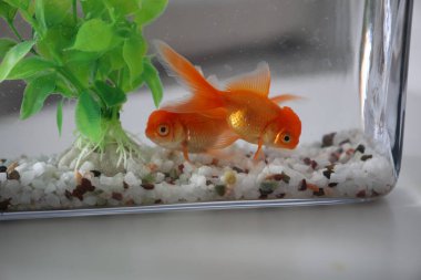 Akvaryumdaki güzel, parlak balıklar masada, yakın plan.