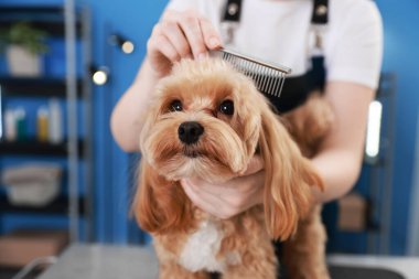 Kapalı mekanda tarakla sevimli bir köpeği fırçalayan kadın, yakın plan. Hayvan bakımı.