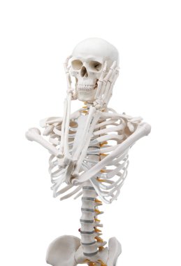 Yapay insan iskelet modeli beyaz üzerine izole edildi