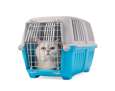 Evcil hayvan taşıyıcısındaki şirin kedi beyazda izole edilmiş.