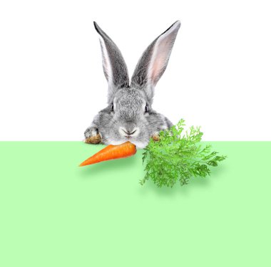 Beyaz arka planda yeşil pankarttan havucu dikizleyen sevimli gri tavşan.