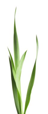 Beyaz çimenlerin üzerinde yeşil yapraklar