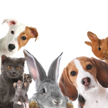 Tavşanlar ve diğer hayvanlar beyaz arka plandaki kameraya bakıyorlar.