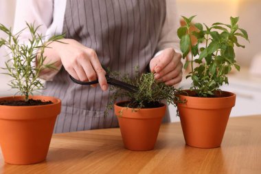 Mutfakta taze kekik kesen kadın, yakın plan. Aromatik bitkiler