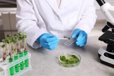 Biyokimya. Laboratuvarda, gri masada bitki ve reaksiyonlarla çalışan bilim adamı.