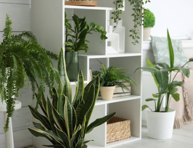 Evde farklı yeşil desenlere sahip raf ünitesi.