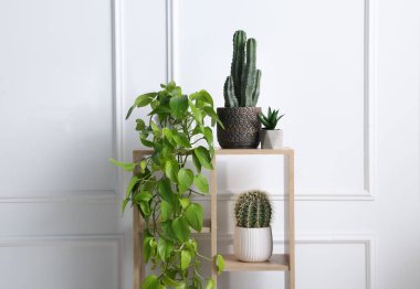 Beyaz duvarın yanında ev bitkileri olan raf ünitesi