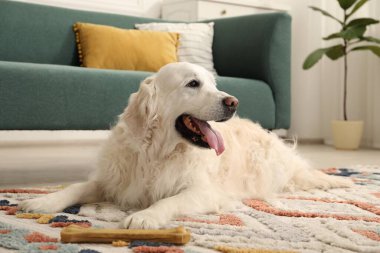 Evde yerde kemikleri çiğnenmiş şirin bir köpek.