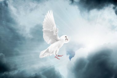 Güneşin altında uçan güzel beyaz güvercin