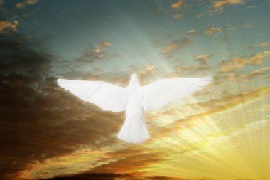 Güneşin altında uçan güzel beyaz güvercin