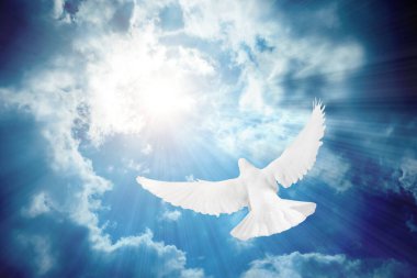 Güneşin altında uçan güzel beyaz güvercin