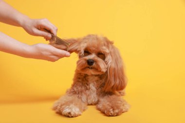 Turuncu arka planda köpeğin saçını tarayan kadın, yakın plan. Hayvan bakımı.