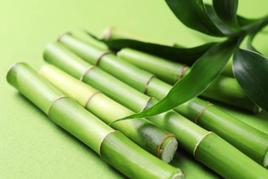 Açık yeşil arkaplanda bambu saplarını ve yapraklarını kes, yakın plan