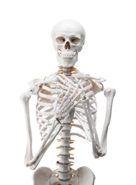 Yapay insan iskelet modeli beyaz üzerine izole edildi
