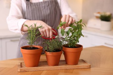 Mutfakta taze naneli şeker kesen bir kadın, yakın plan. Aromatik bitkiler