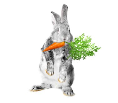 Beyaz arka planda havuç yiyen sevimli gri tavşan.