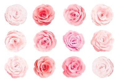 Beyaz arka planda güzel kağıt çiçekler, kolaj. Üst görünüm