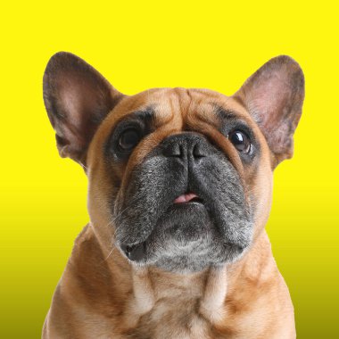 Sarı arkaplanda sevimli bir Fransız bulldog 'u var. Köpek portresi