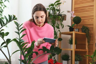 Akıllı telefondan ev bitkisi tanıma uygulaması kullanan bir kadın.