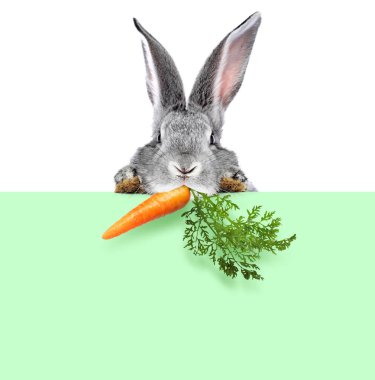 Beyaz arka planda açık yeşil bir pankarttan havucu dikizleyen sevimli gri tavşan.