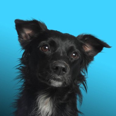 Açık mavi eğimli şirin, uzun saçlı köpeğin portresi