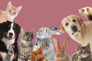 Tavşanlar ve diğer hayvanlar tozlu pembe arka plandaki kameraya bakıyorlar.