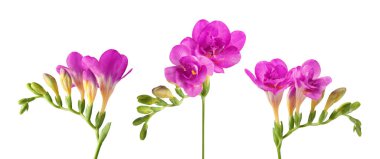 Beyaz arka planda mis kokulu morumsu çiçeklerle Freesia dalları, set