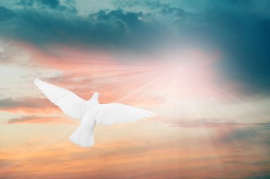 Güneşin altında uçan güzel beyaz güvercin