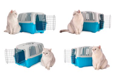 Beyaz arka planda sevimli kedi ve hayvan taşıyıcısı, kolaj