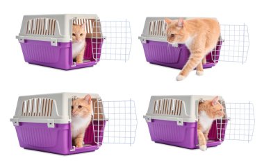 Beyaz arka planda sevimli kızıl kedi ve hayvan taşıyıcısı, kolaj