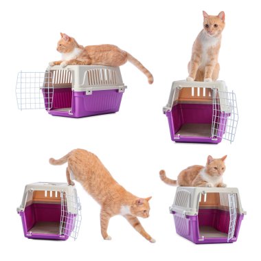 Beyaz arka planda sevimli kızıl kedi ve hayvan taşıyıcısı, kolaj