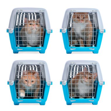 Beyaz arka planda evcil hayvan taşıyan sevimli kızıl kedi, kolaj