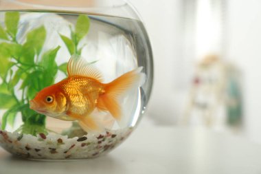 Yuvarlak cam akvaryumdaki güzel, parlak, küçük akvaryum balığı kapalı bir masada, yakın plan. Metin için boşluk