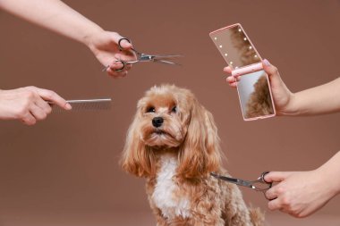 Bakım aletleri olan kadınlar ve kahverengi arka planda sevimli bir köpek, yakın plan.