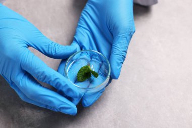 Biyokimya. Gri masada bitkiyle çalışan bilim adamı, yakın plan.