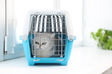 Evcil hayvan taşıyıcısının içinde sevimli bir kedi var.