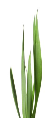 Beyaz çimenlerin üzerinde yeşil yapraklar