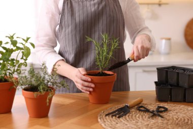 Mutfaktaki masaya bitki eken kadın, yakın plan.