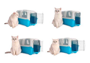 Beyaz arka planda sevimli kedi ve hayvan taşıyıcısı, kolaj