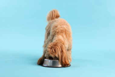 Açık mavi arka planda evcil hayvan yiyeceği yiyen sevimli köpek.