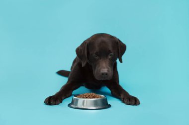 Cute dog lying near bowl of dry pet food on light blue background