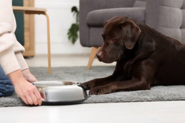 Evde boş kasesi olan bir kadının yanında evcil hayvan yemeği bekleyen sevimli bir köpek.