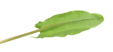 Bir taze yeşil kuş yaprağı beyaza izole edilmiş.