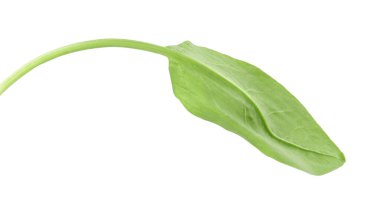 Bir taze yeşil kuş yaprağı beyaza izole edilmiş.