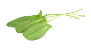 Taze yeşil kuş yaprakları beyaz üzerinde izole.