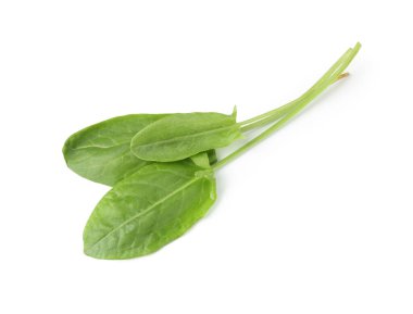 Taze yeşil kuş yaprakları beyaz, üst görünümde izole