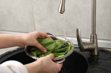 Kadın musluk suyunun altında taze kuş yapraklarını yıkıyor. Lavabonun üstünde, yakın plan.