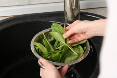 Kadın musluk suyunun altında taze kuş yapraklarını yıkıyor. Lavabonun üstünde, yakın plan.