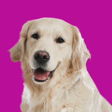 Mor arka planda şirin bir Golden Retriever. Köpek portresi